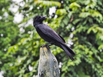 Low angle view of bird perching on tree