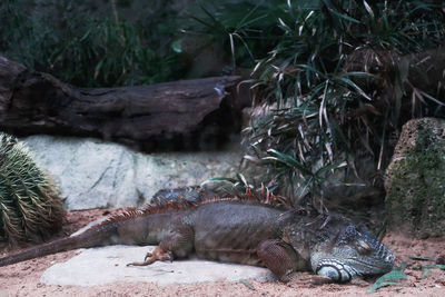 View of an animal on rock