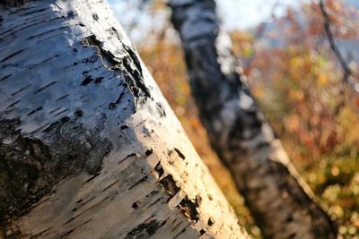 Close-up of tree stump in forest