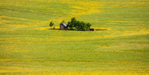 Scenic view of agricultural field