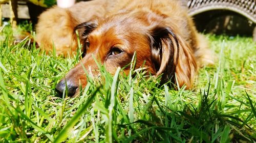 Close-up of dog relaxing on grass