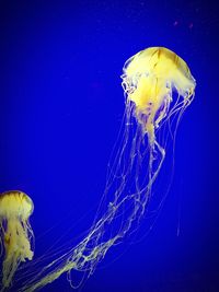 Jellyfish underwater