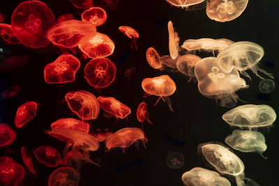 Illuminated jellyfish swimming against black background