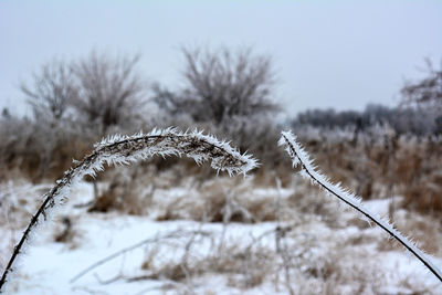 Close-up of frozen plant on field against sky