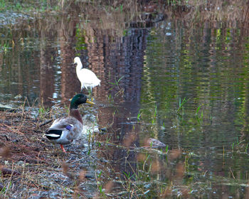 Duck in a lake