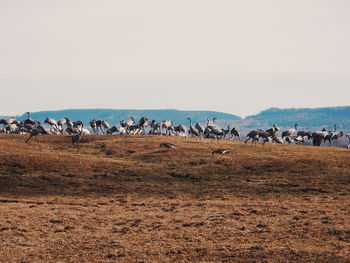 Flock of cranes on field against clear sky