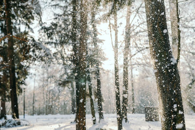 Pine trees in forest during winter