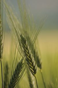 Close-up of wheat growing on plant