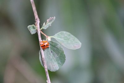 Close-up of ladybug on plant