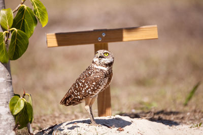 Burrowing owl athene cunicularia perched outside its burrow on marco island, florida