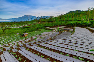 Scenic view of agricultural field against sky