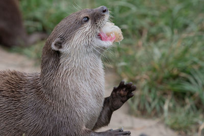 Close up portrait of an asian small clawed otter eating a fish