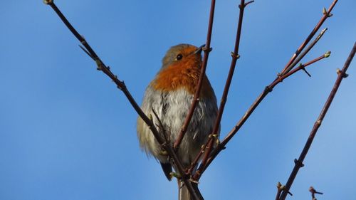 Low angle view of birds perching on tree