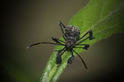 Close-up of insect on leaf