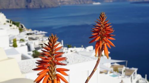 Close-up of orange flower in sea