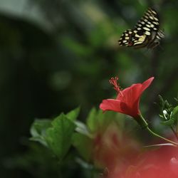 Close-up of butterfly pollinating on red flower