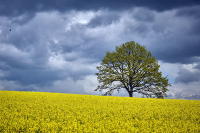 Scenic view of oilseed rape field against sky