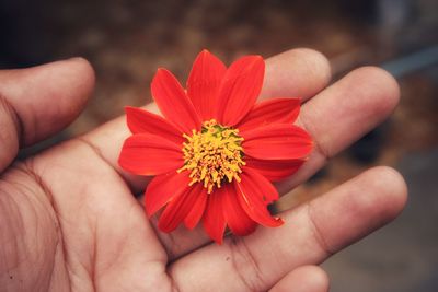 Close-up of hand holding red flower