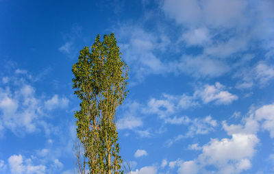 Low angle view of tree against blue sky