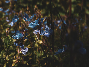 Close-up of blue flowering plant on field