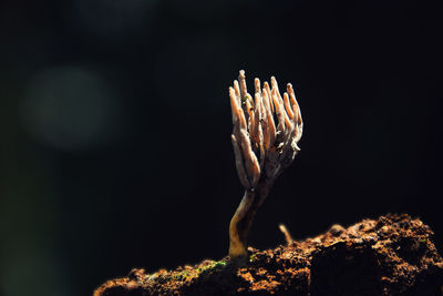 Close-up of plant against rock at night