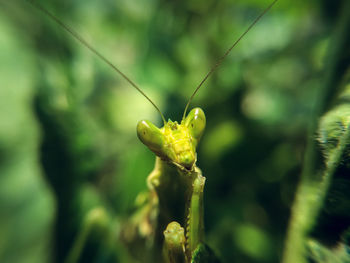 Close-up of insect on leaf