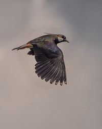 Low angle view of bird flying against cloudy sky