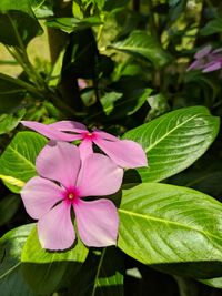 Close-up of pink flowering plant