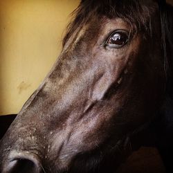 Close-up portrait of man in stable