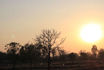 Silhouette trees on field against sky during sunset