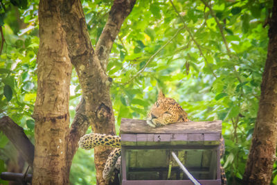 Cat relaxing on tree trunk