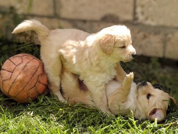 Two puppies playing on field
