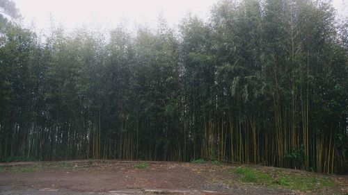 View of trees in forest