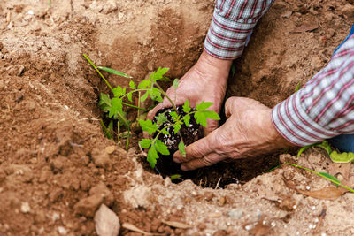 Low section of person gardening