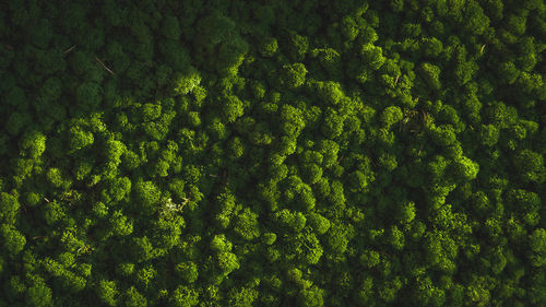 Full frame shot of plants