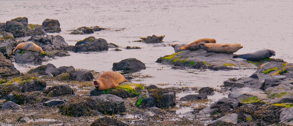 Seals lying in the sun.