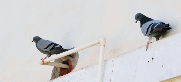 Low angle view of bird perching on wall