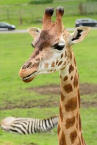 Close-up of giraffe on field