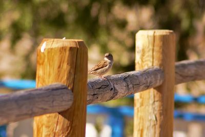 Bird perching on wooden post