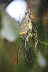 Close-up of spider on web