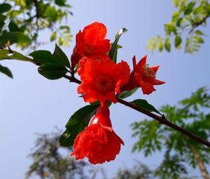 Low angle view of red flowers blooming on tree