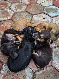 High angle view of monkey on stone in zoo