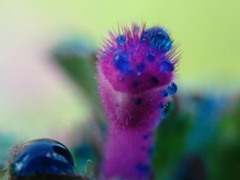 Close-up of insect on flower