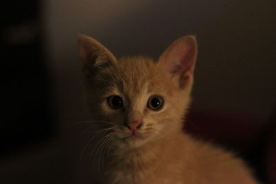 Close-up portrait of a cat