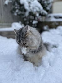 Close-up of cat on snow