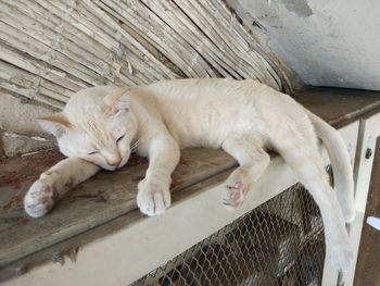 High angle view of cat sleeping