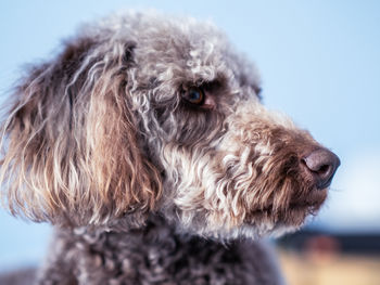 Close-up of dog looking away