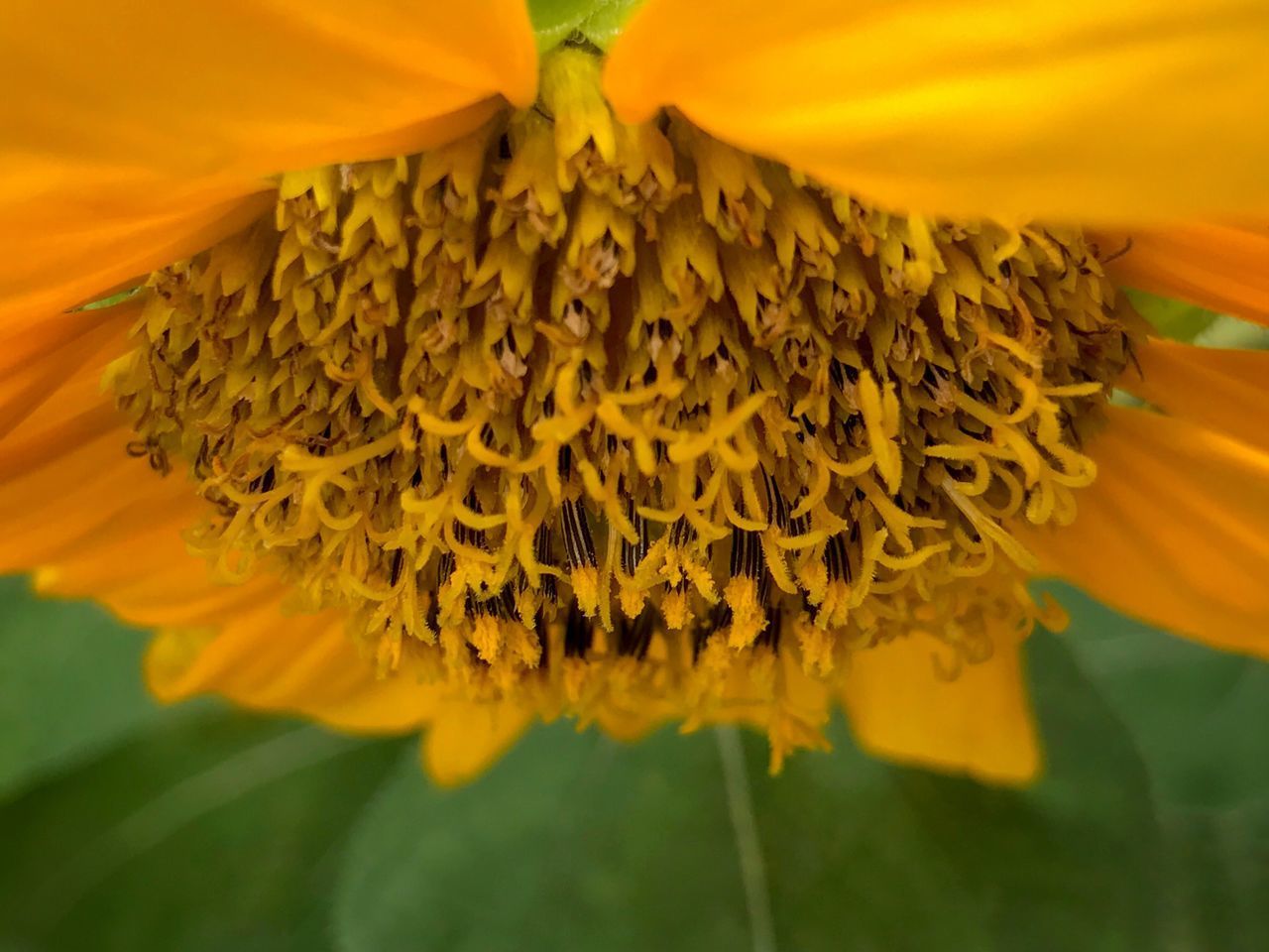 CLOSE-UP OF YELLOW FLOWER