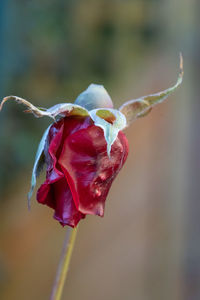 Close-up of wilted flower