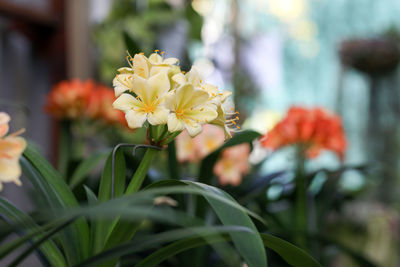 Close-up of yellow flowering plant